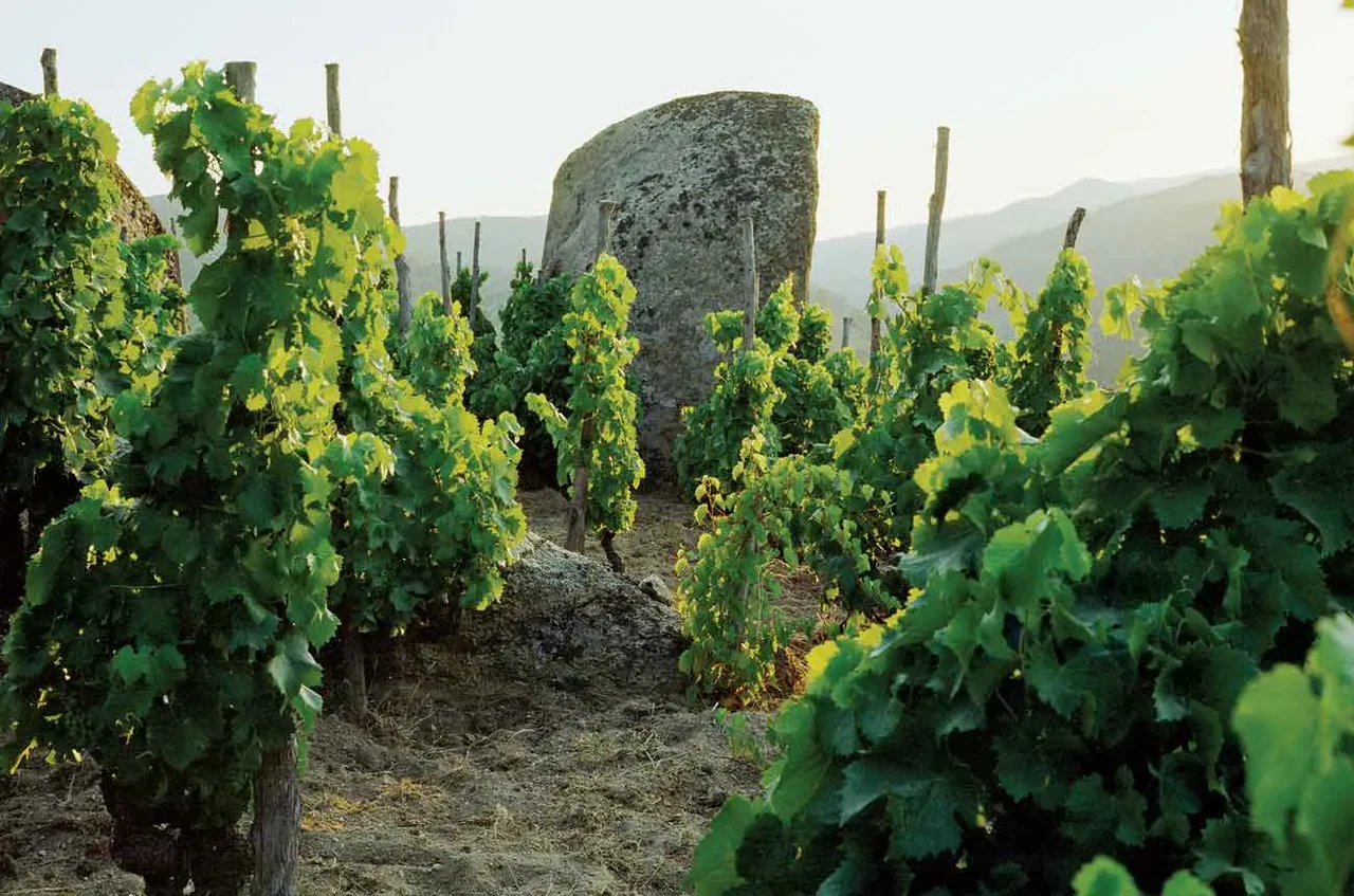 Curated Wines, Rooted in Tradition